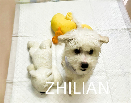 Pet Pad Training Pad Puppy Pad Machine 170 ม. / นาที